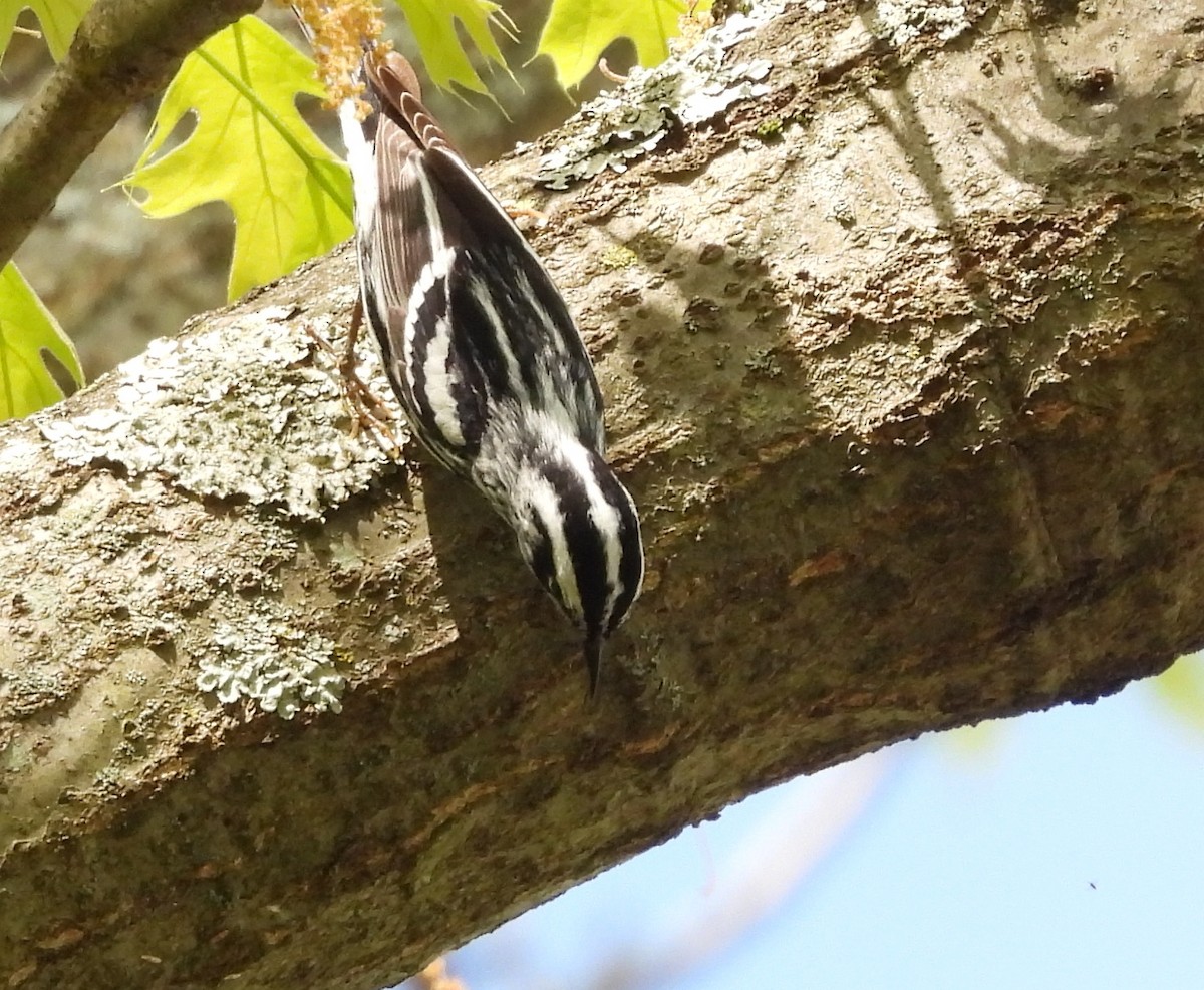 Black-and-white Warbler - Fannie Courtier