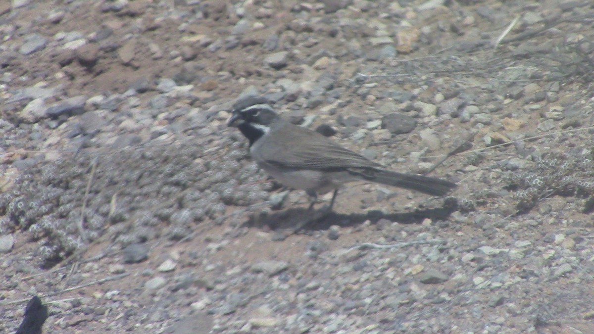 Black-throated Sparrow - ML618047476