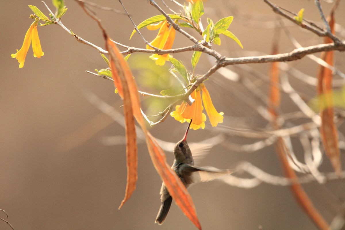 Dusky Hummingbird - ML618047478