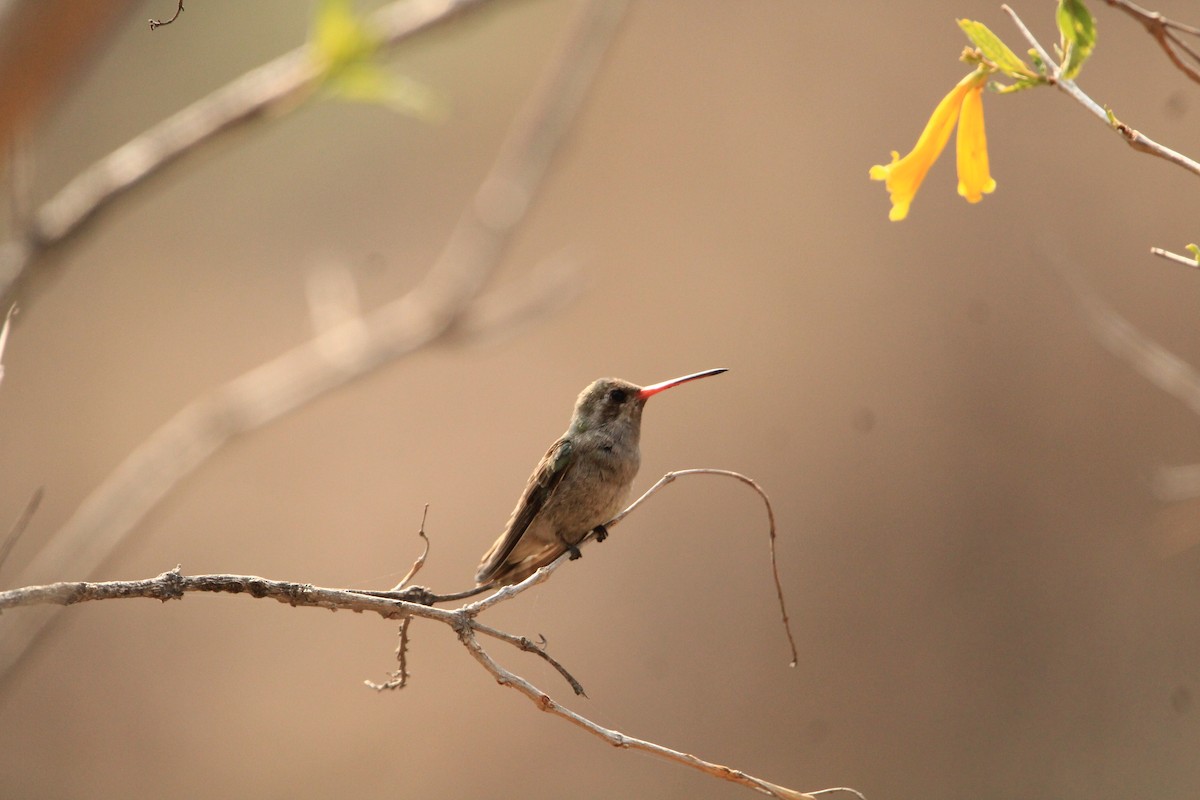 Dusky Hummingbird - Alejandro Vidal