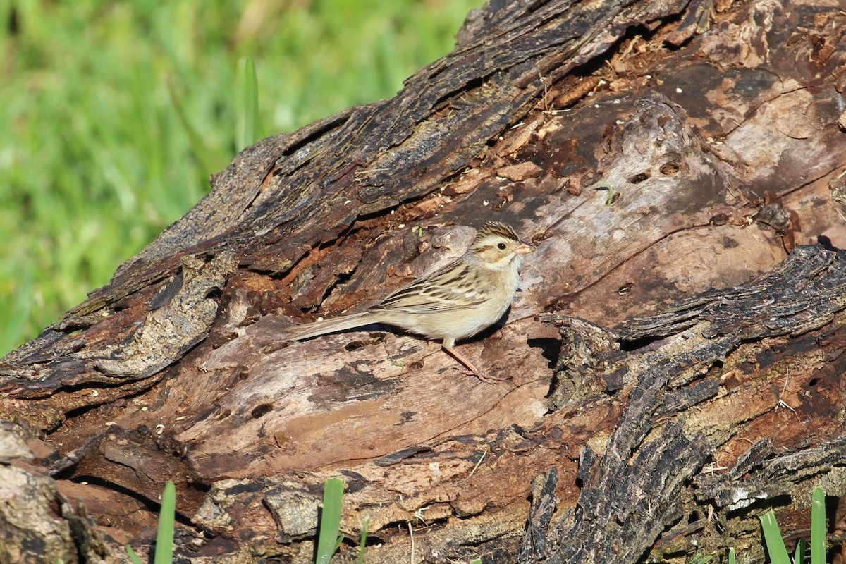 Clay-colored Sparrow - ML618047482