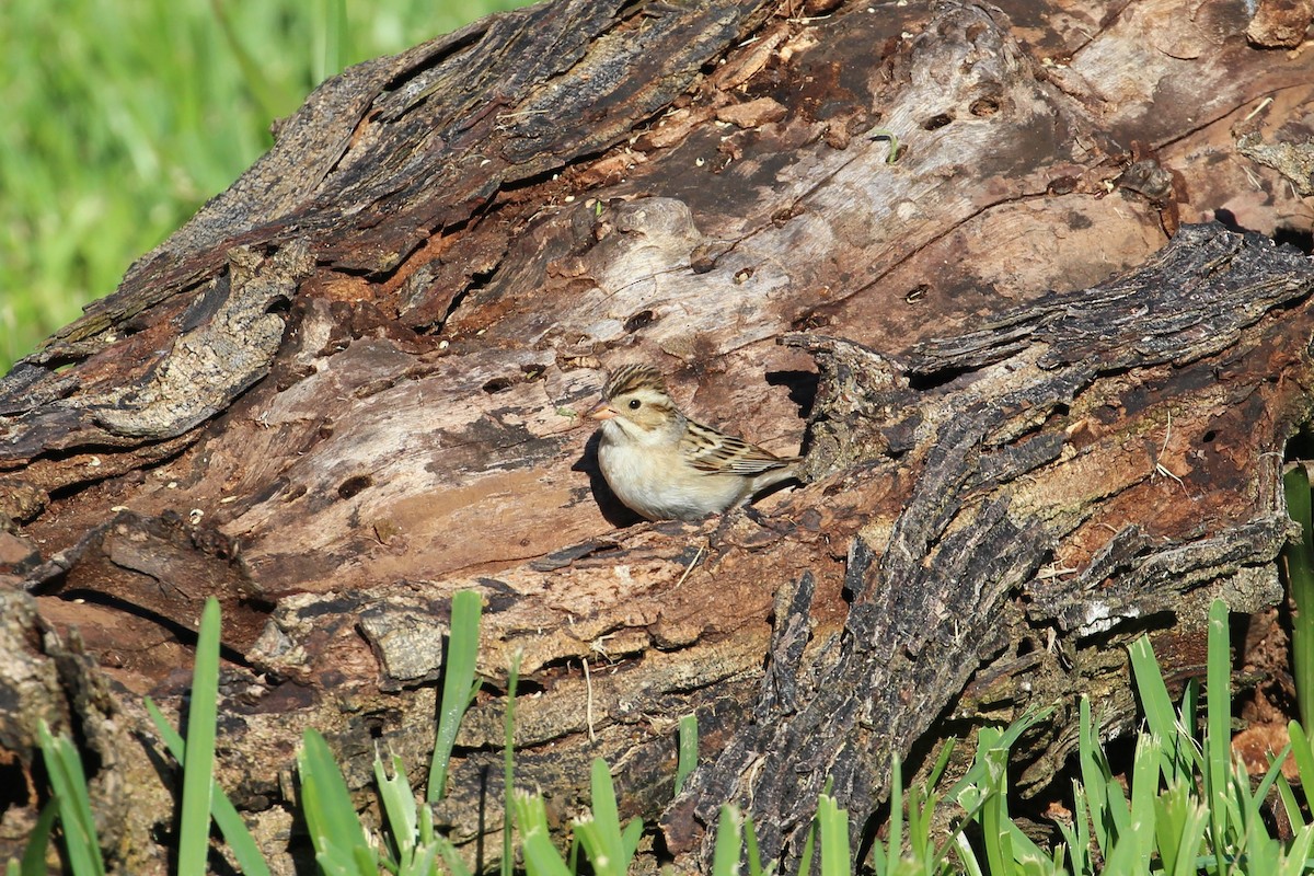Clay-colored Sparrow - ML618047483
