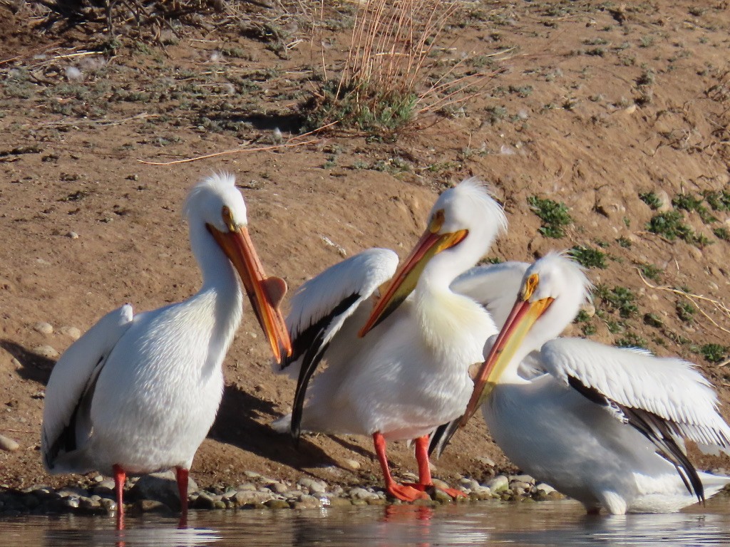 American White Pelican - fran rulon-miller