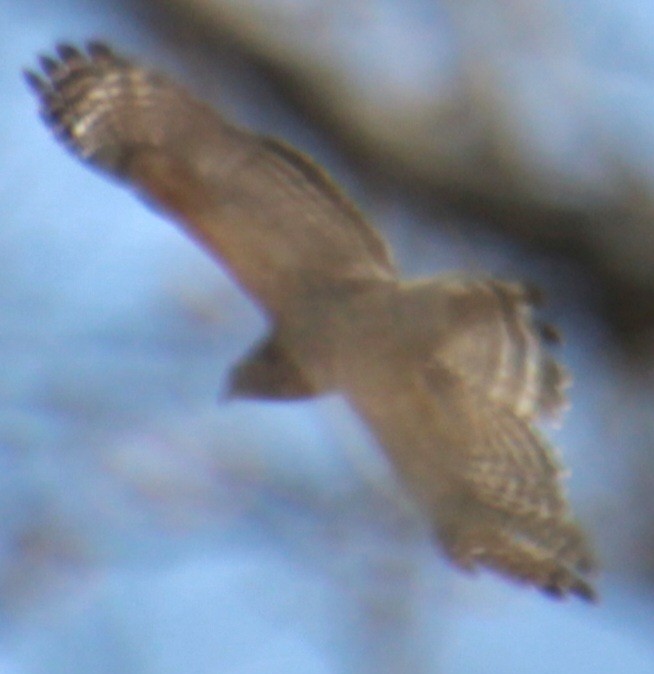 Red-shouldered Hawk (lineatus Group) - ML618047486