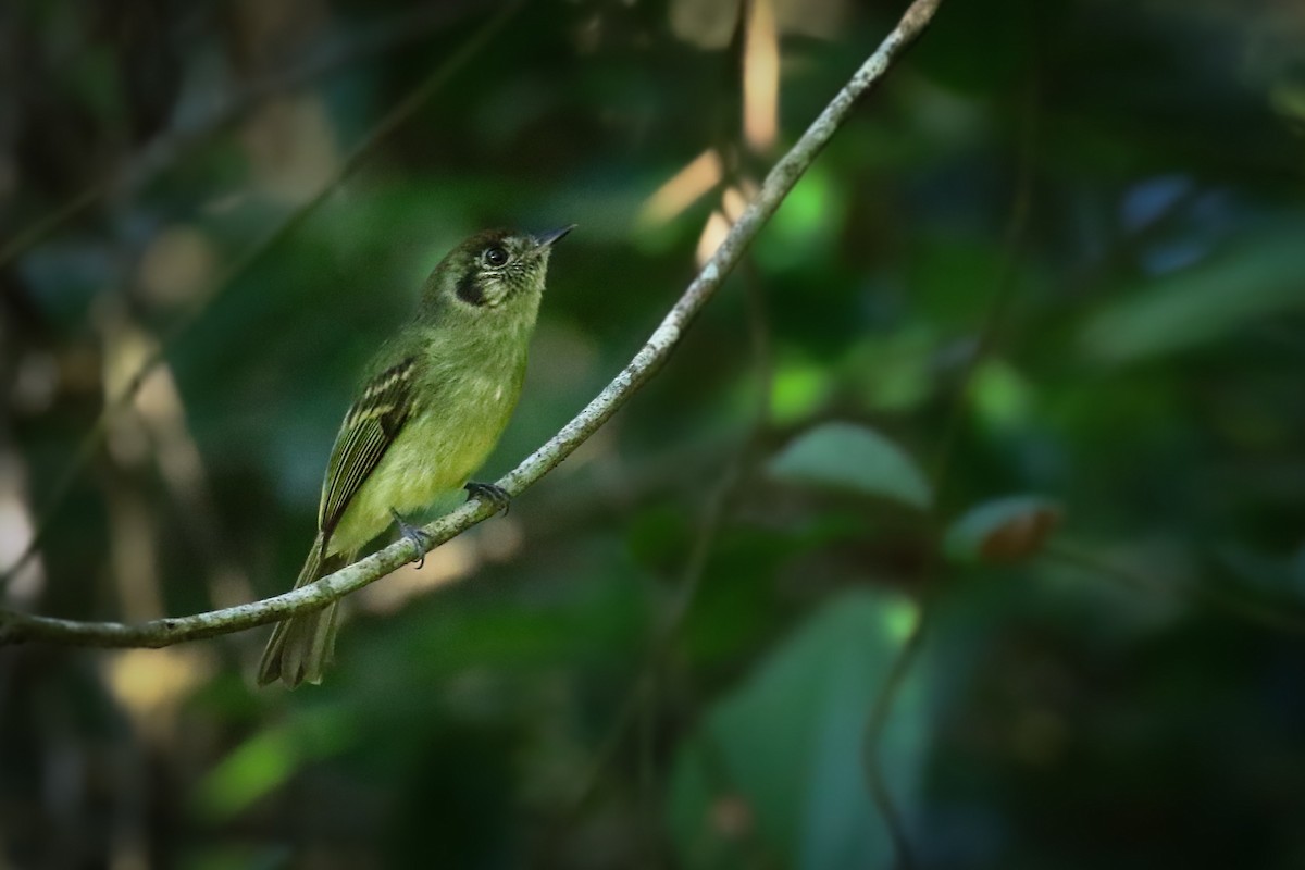 Sepia-capped Flycatcher - ML618047514