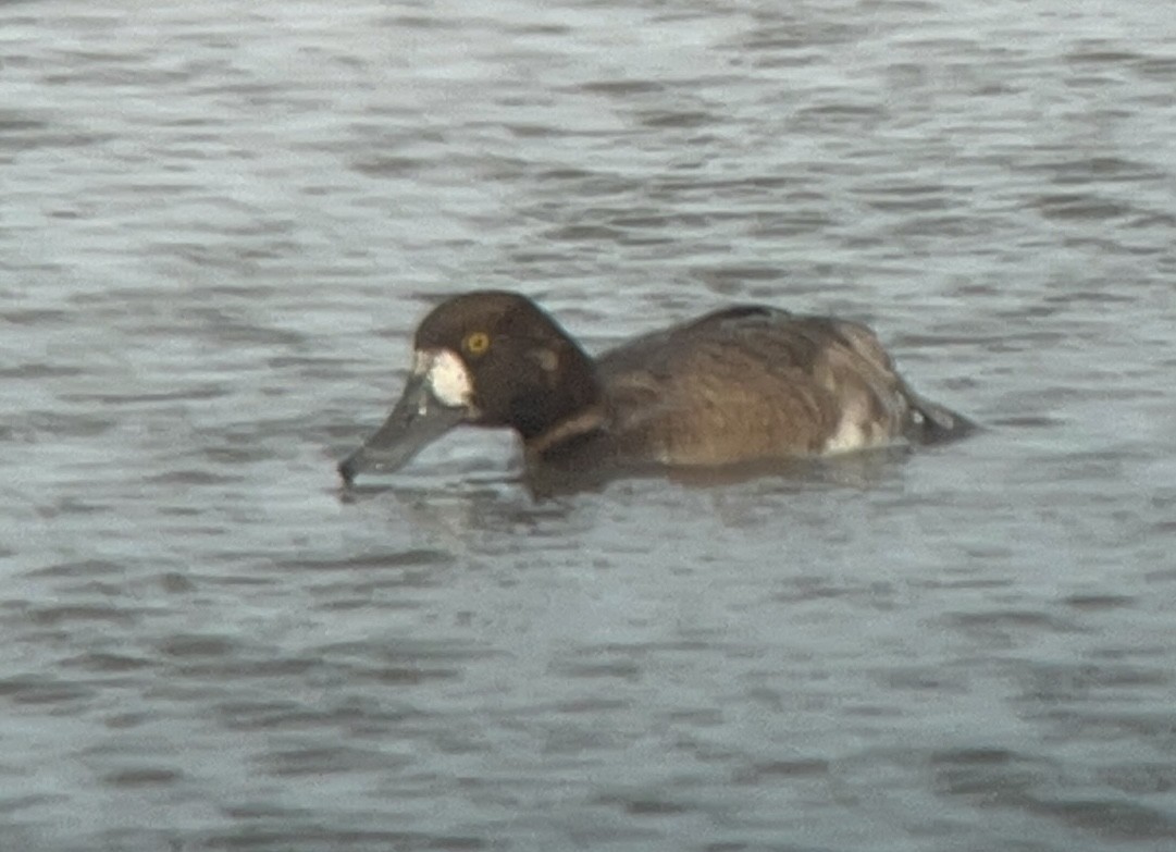 Greater Scaup - ML618047516