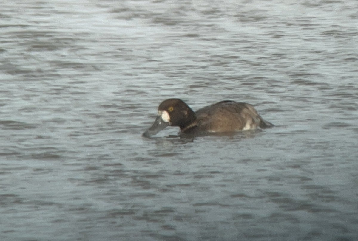 Greater Scaup - ML618047517