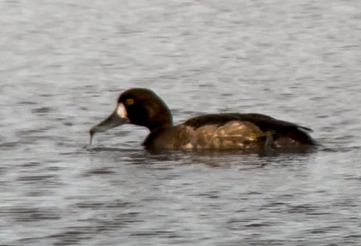 Greater Scaup - ML618047518