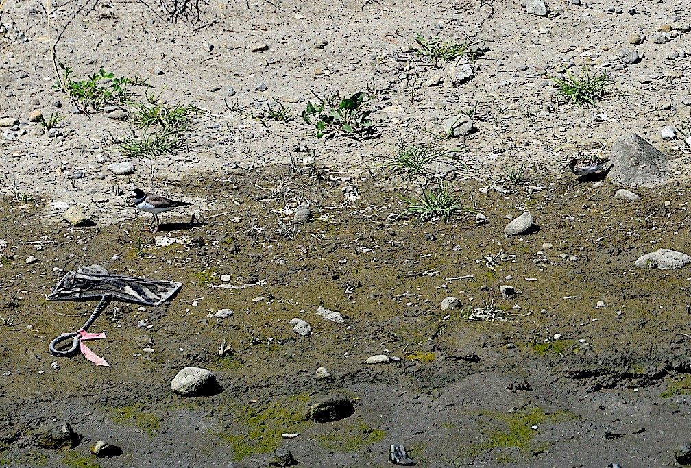 Semipalmated Plover - ML618047553