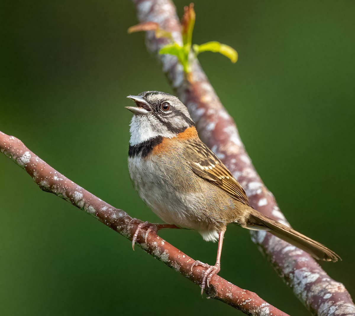 Rufous-collared Sparrow - ML618047560
