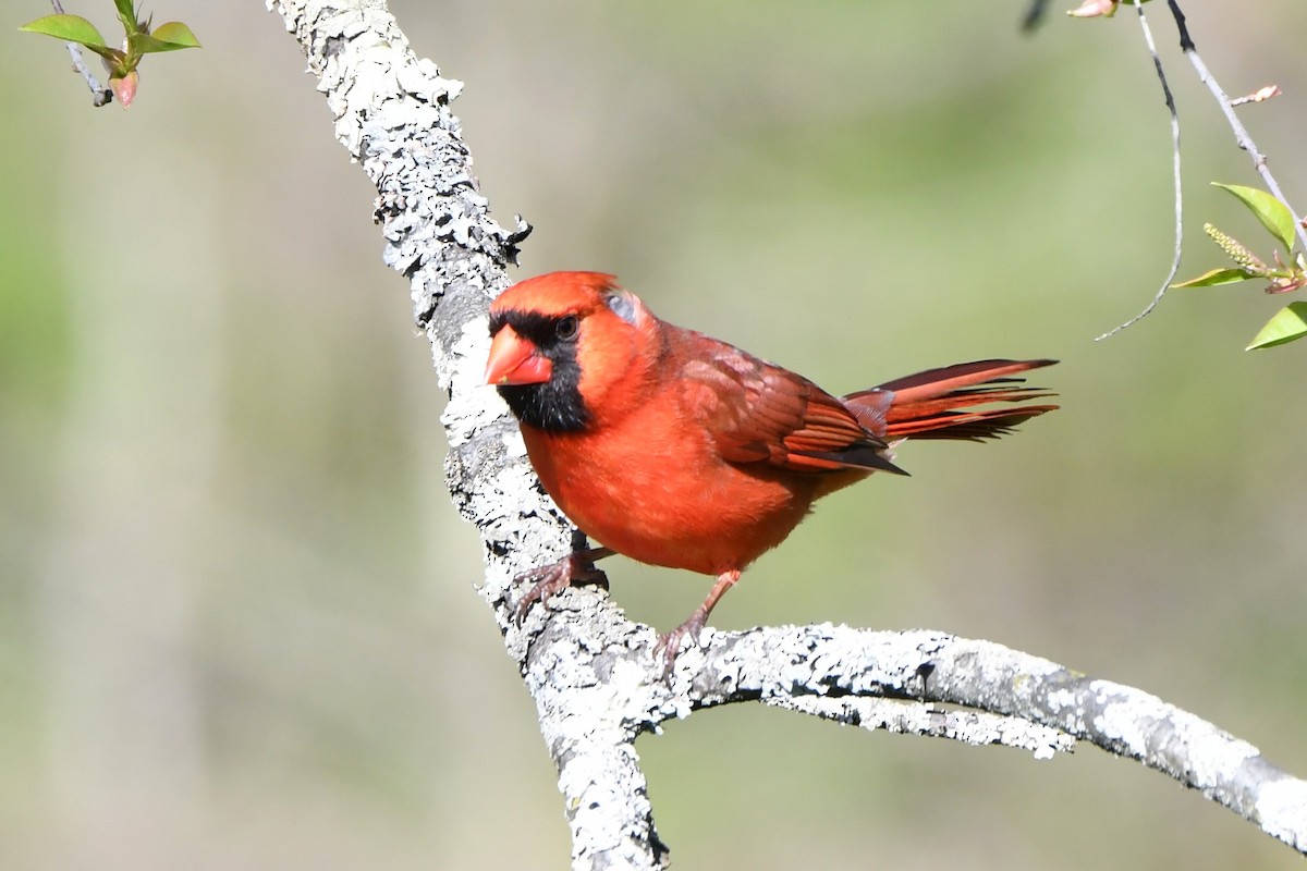 Northern Cardinal - Maha Katnani