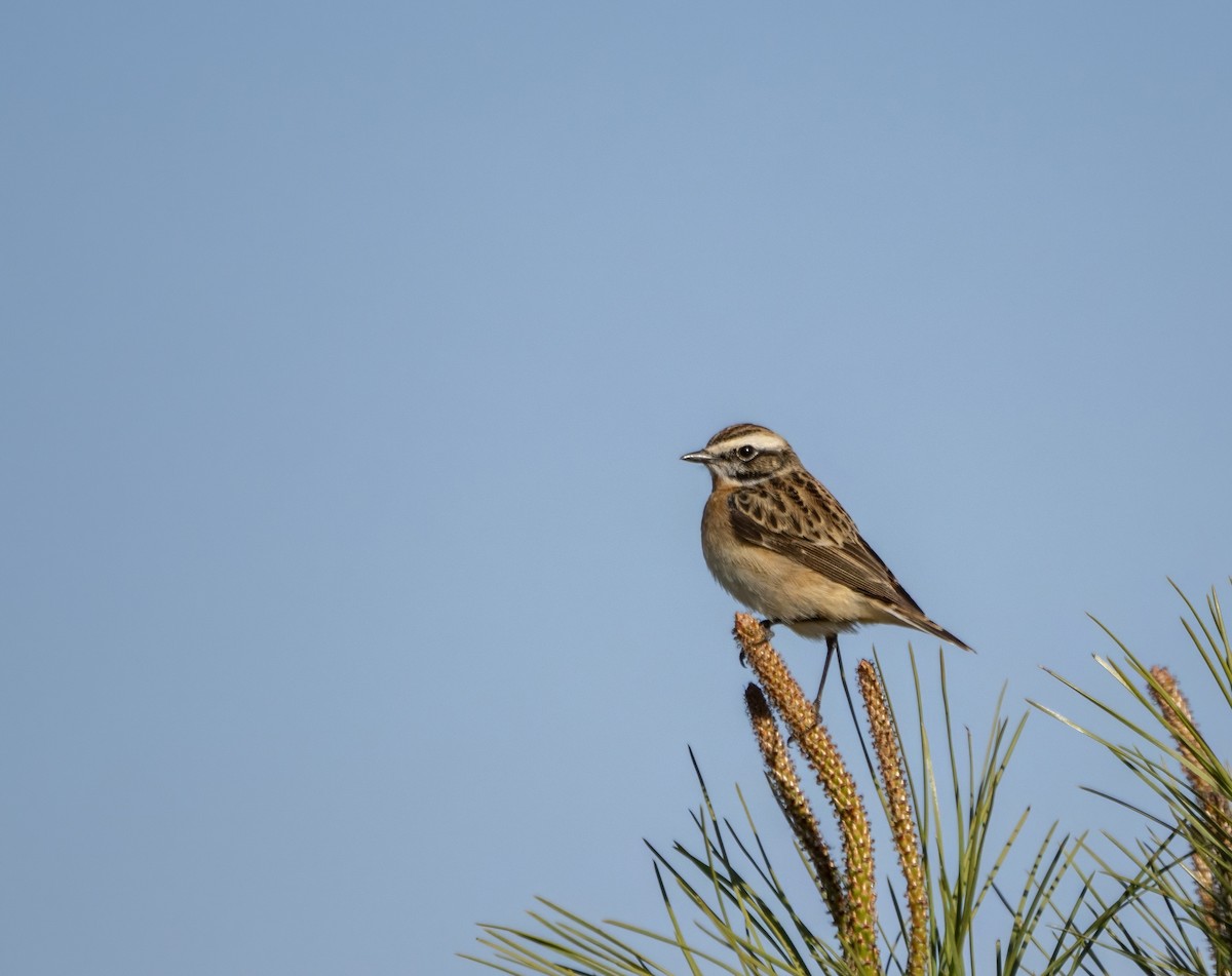 Whinchat - ML618047563