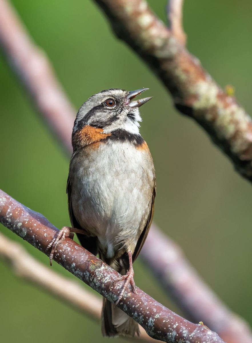 Rufous-collared Sparrow - Mel Senac
