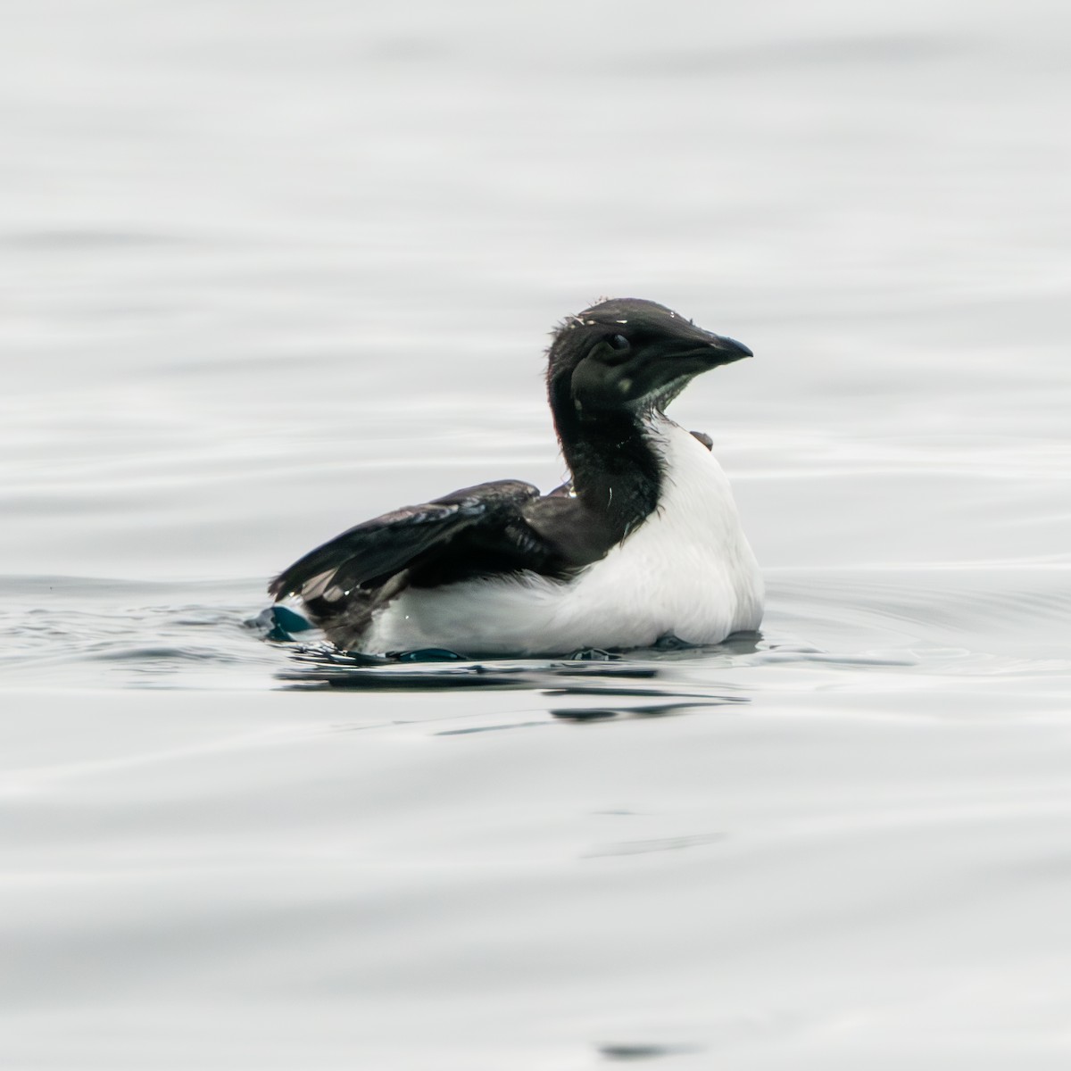 Thick-billed Murre - ML618047572