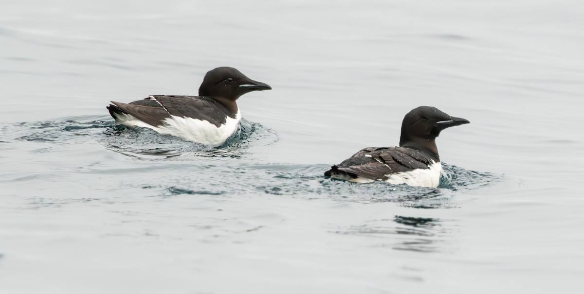 Thick-billed Murre - ML618047573