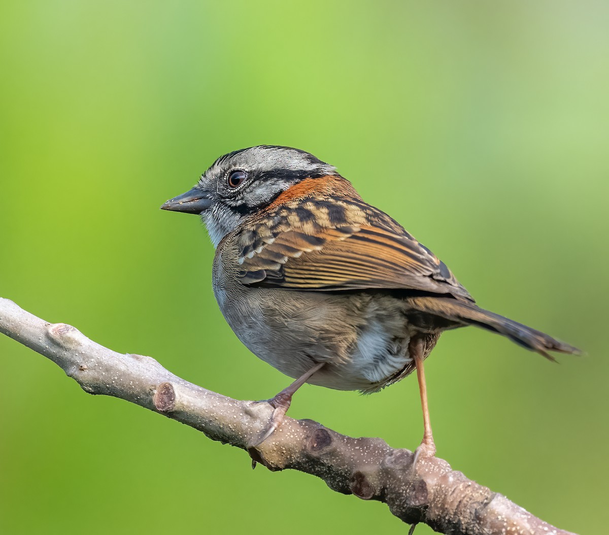 Rufous-collared Sparrow - ML618047575