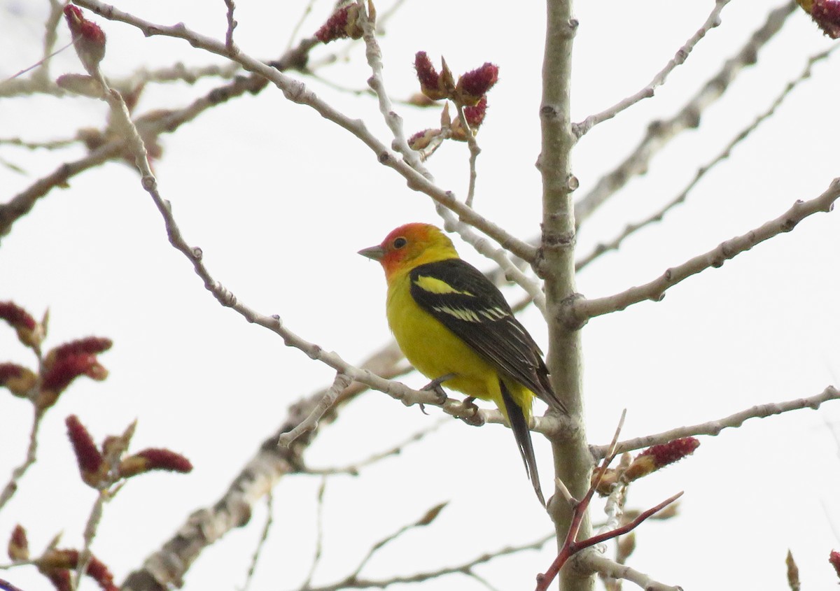 Western Tanager - ML618047579