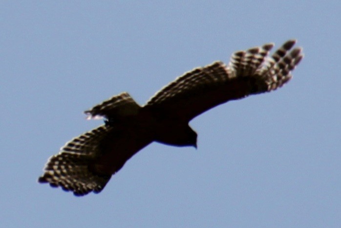 Red-shouldered Hawk (lineatus Group) - ML618047583