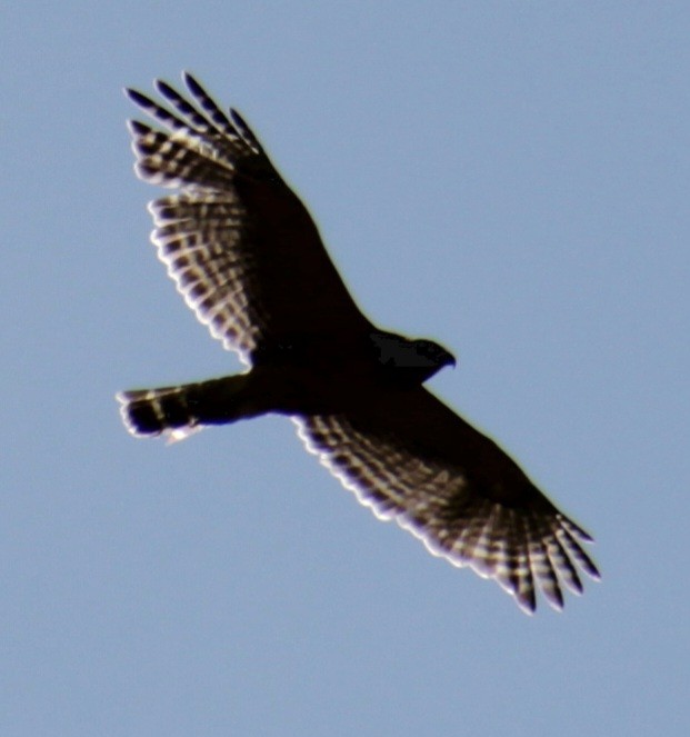 Red-shouldered Hawk (lineatus Group) - Samuel Harris