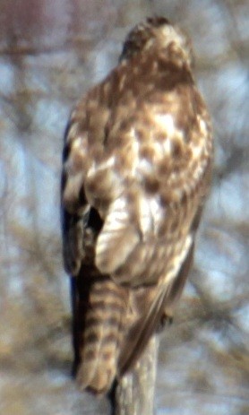 Red-shouldered Hawk (lineatus Group) - ML618047585