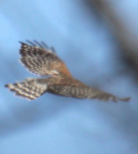 Red-shouldered Hawk (lineatus Group) - ML618047586
