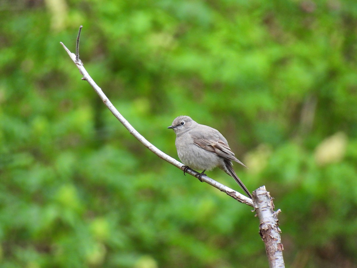 Townsend's Solitaire - ML618047627