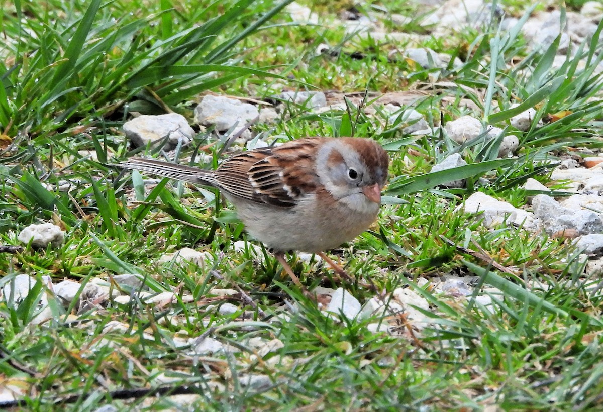 Field Sparrow - ML618047634