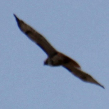 Red-tailed Hawk (borealis) - Samuel Harris