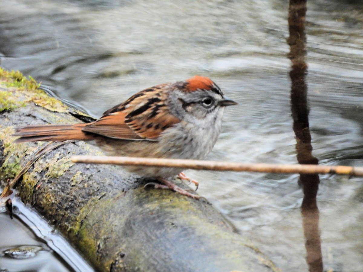 Swamp Sparrow - ML618047667
