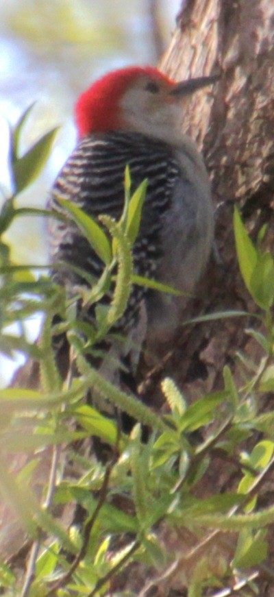 Red-bellied Woodpecker - ML618047674