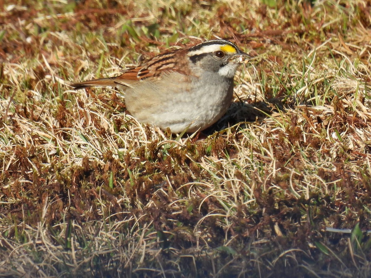 White-throated Sparrow - Donna DeJong