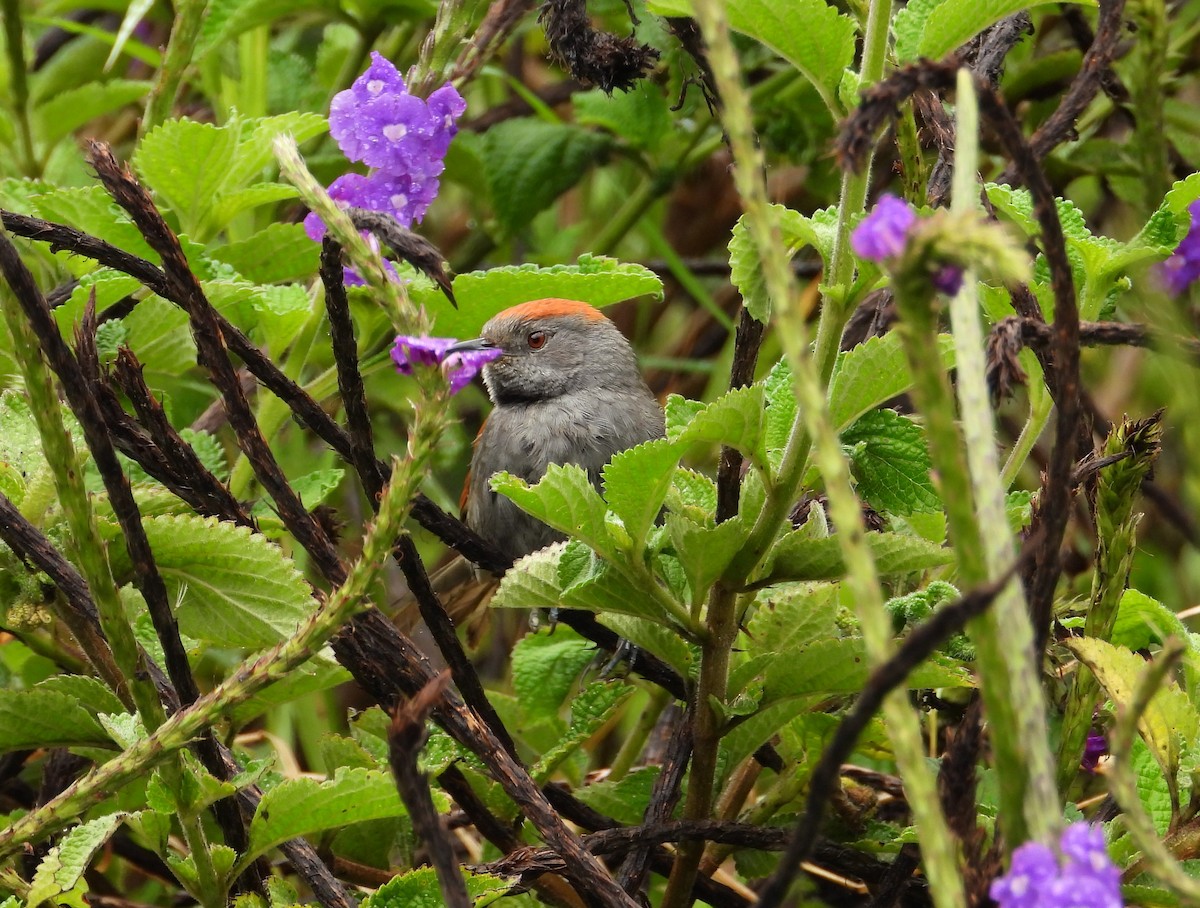 Ash-browed Spinetail - ML618047704