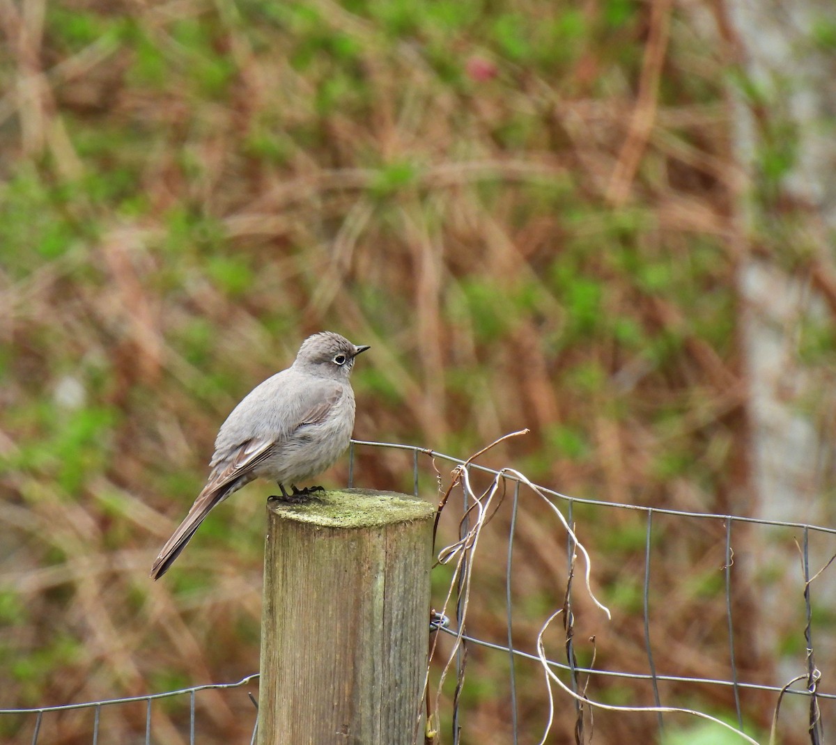 Townsend's Solitaire - K & K Pritchard