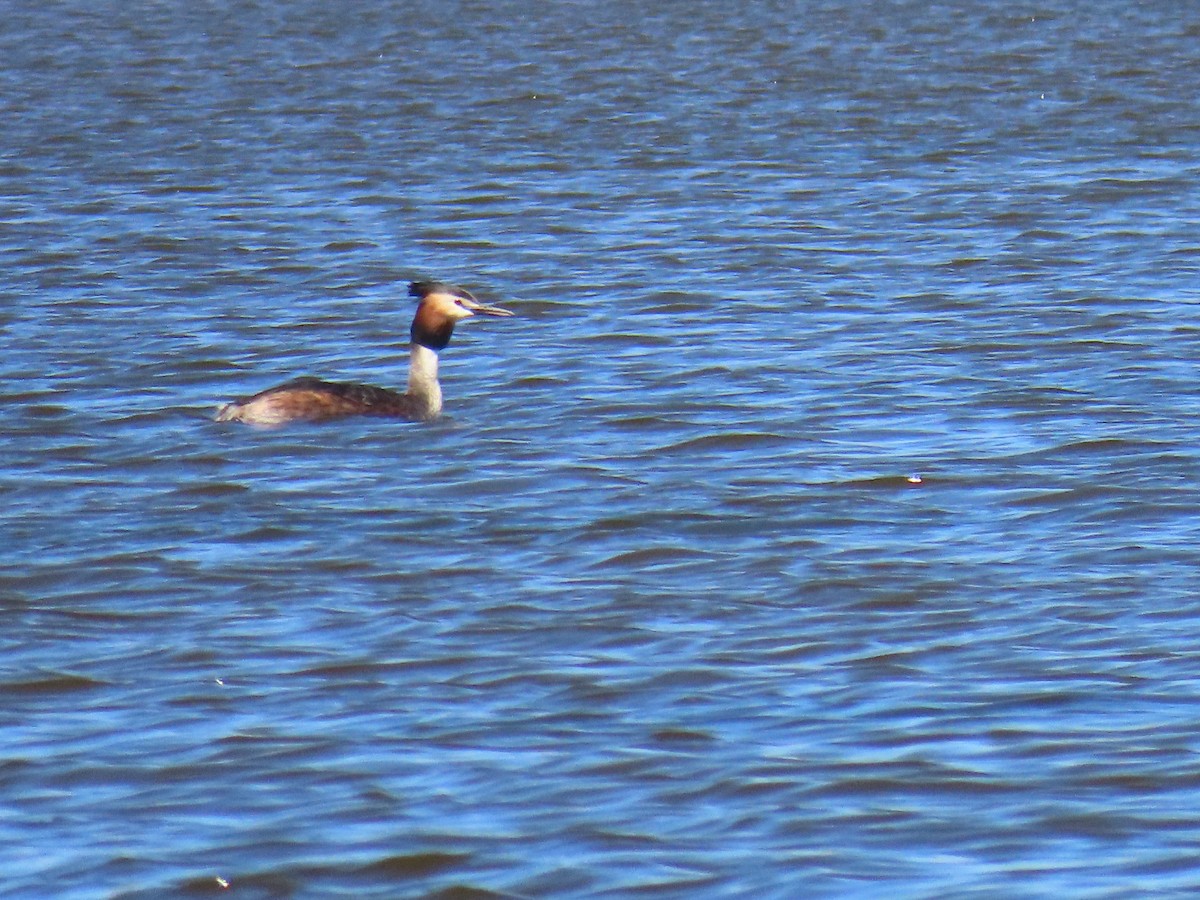 Great Crested Grebe - Larry & Patty Marsh