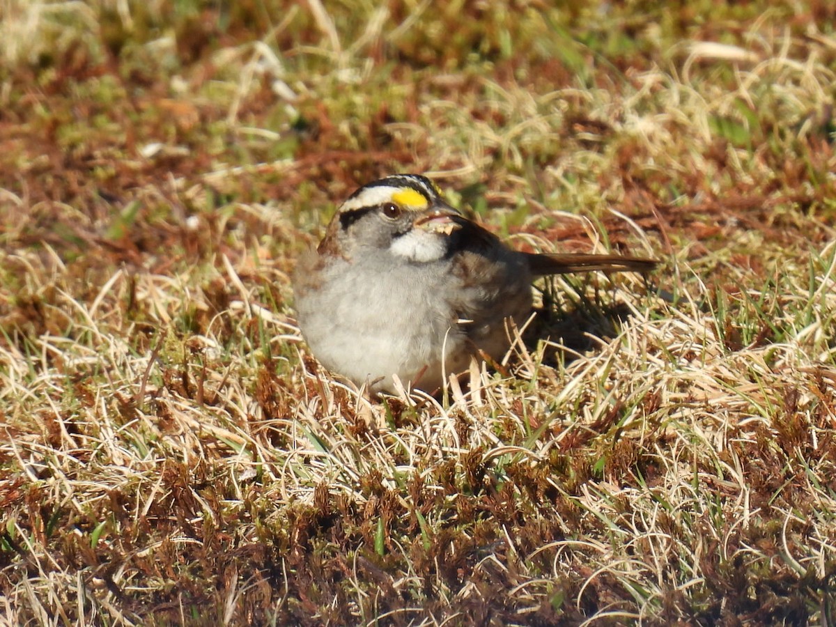 White-throated Sparrow - ML618047718