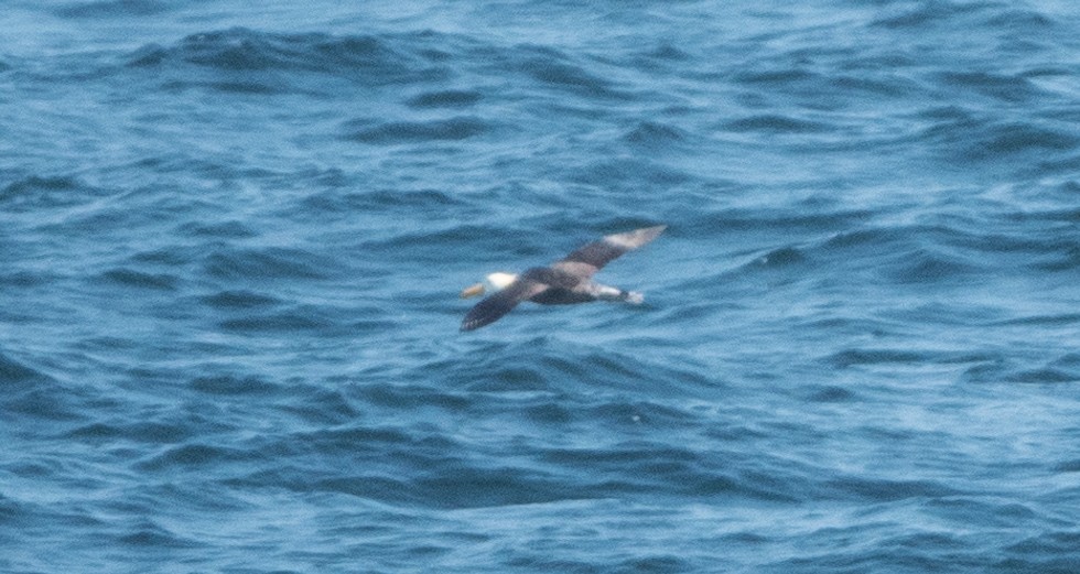 Waved Albatross - ML618047757