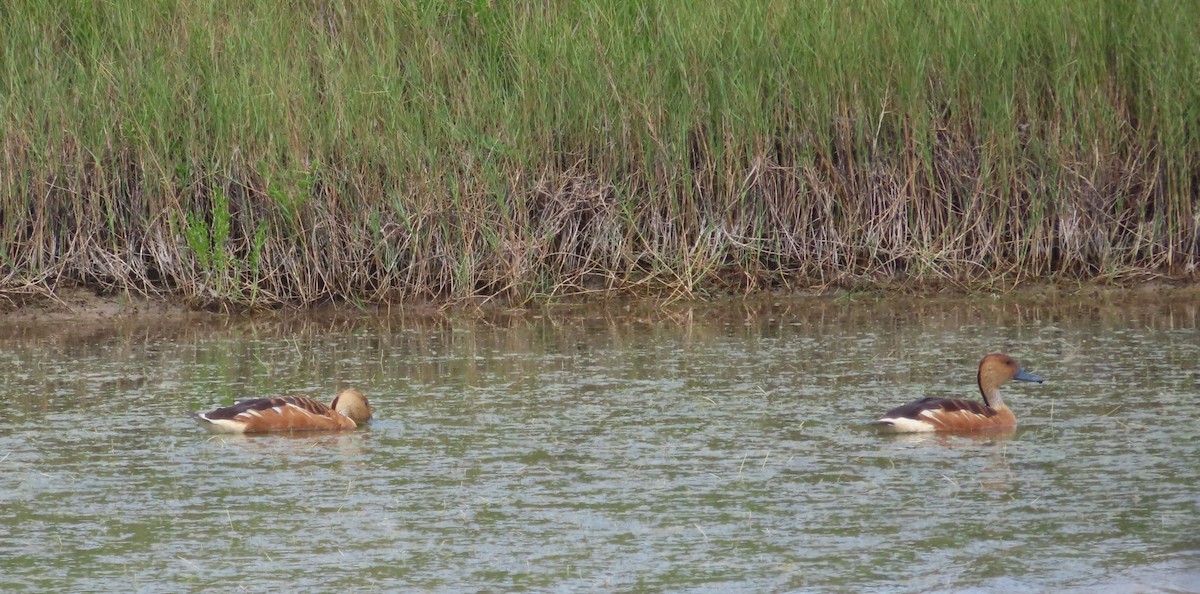 Fulvous Whistling-Duck - ML618047764
