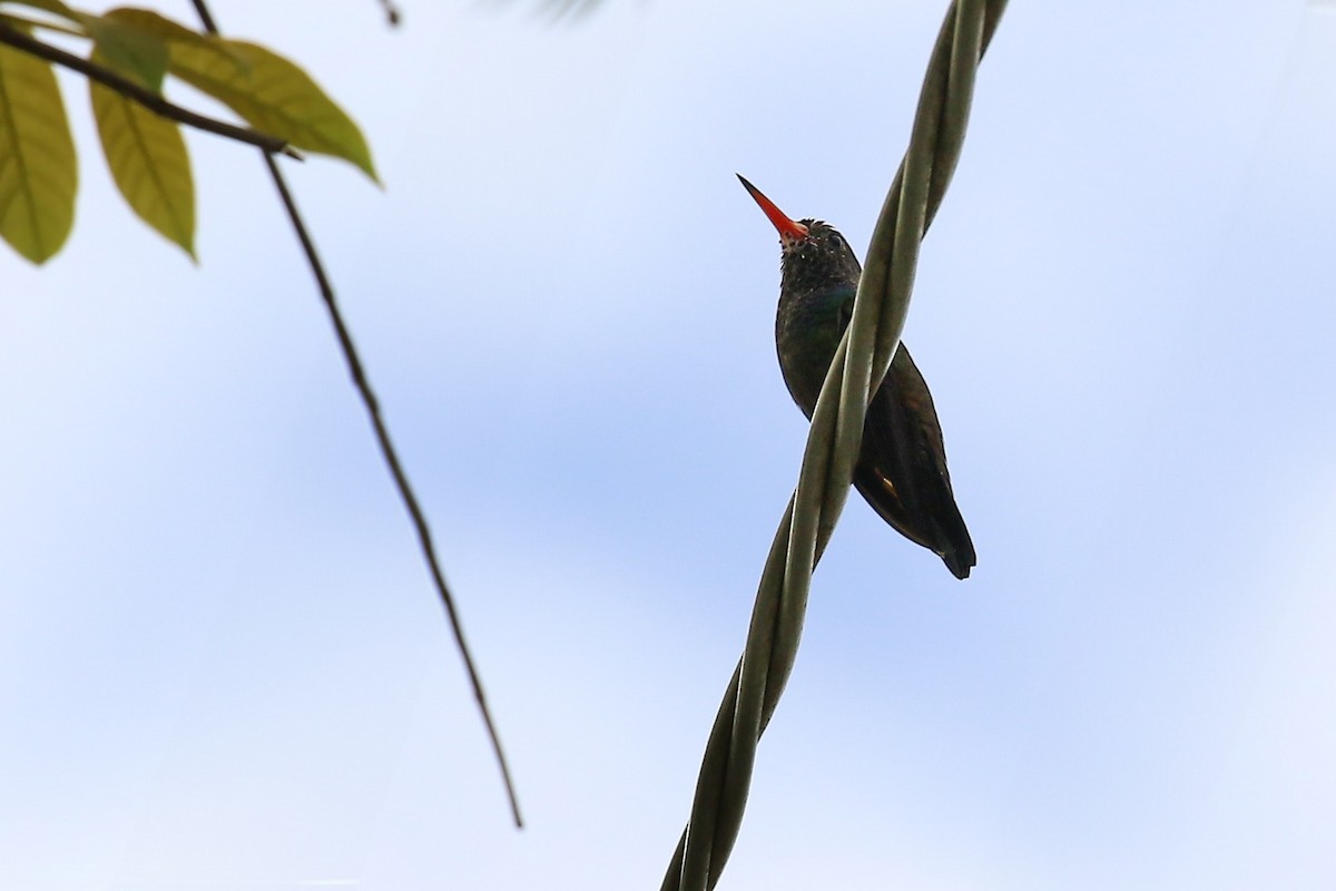 kolibřík bělobradý - ML618047781