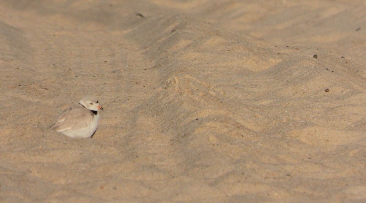 Piping Plover - ML618047852