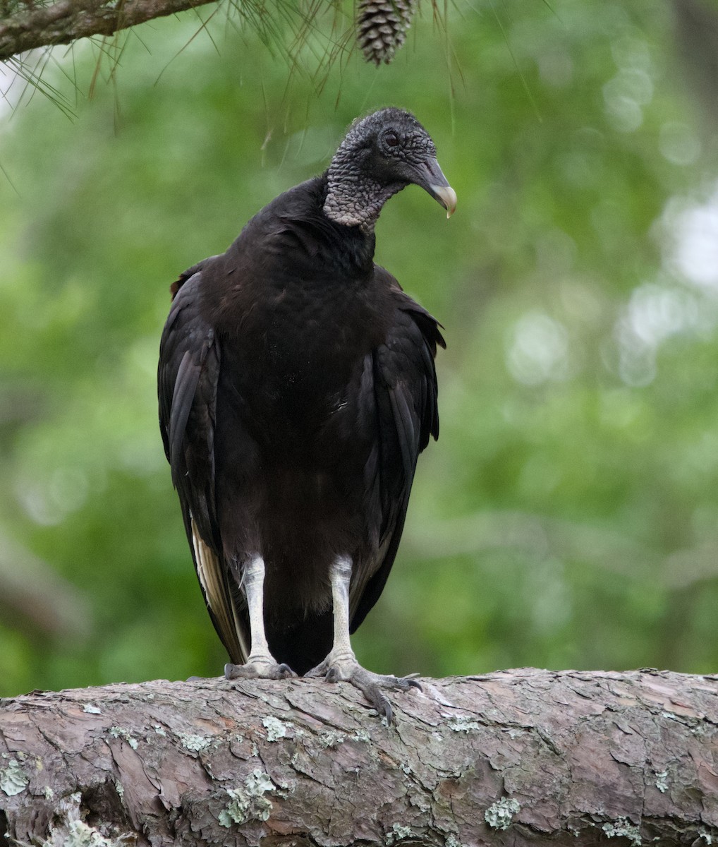 Black Vulture - Alan Desbonnet