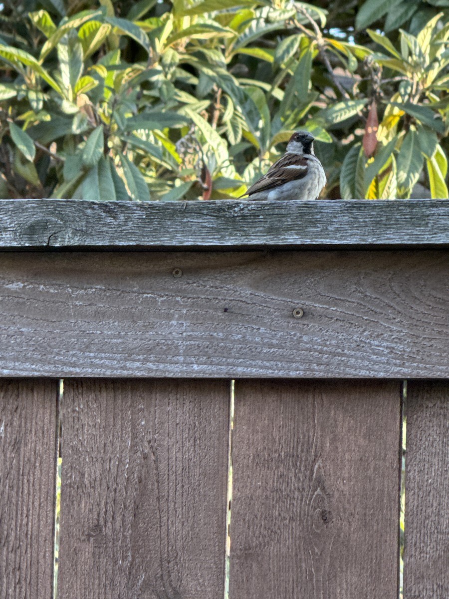 House Sparrow - ML618047874