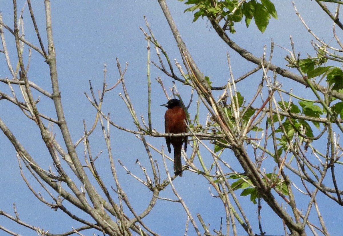Orchard Oriole - ML618047901