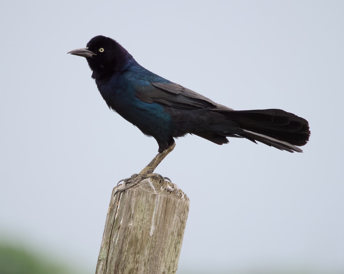 Boat-tailed Grackle - ML618047917