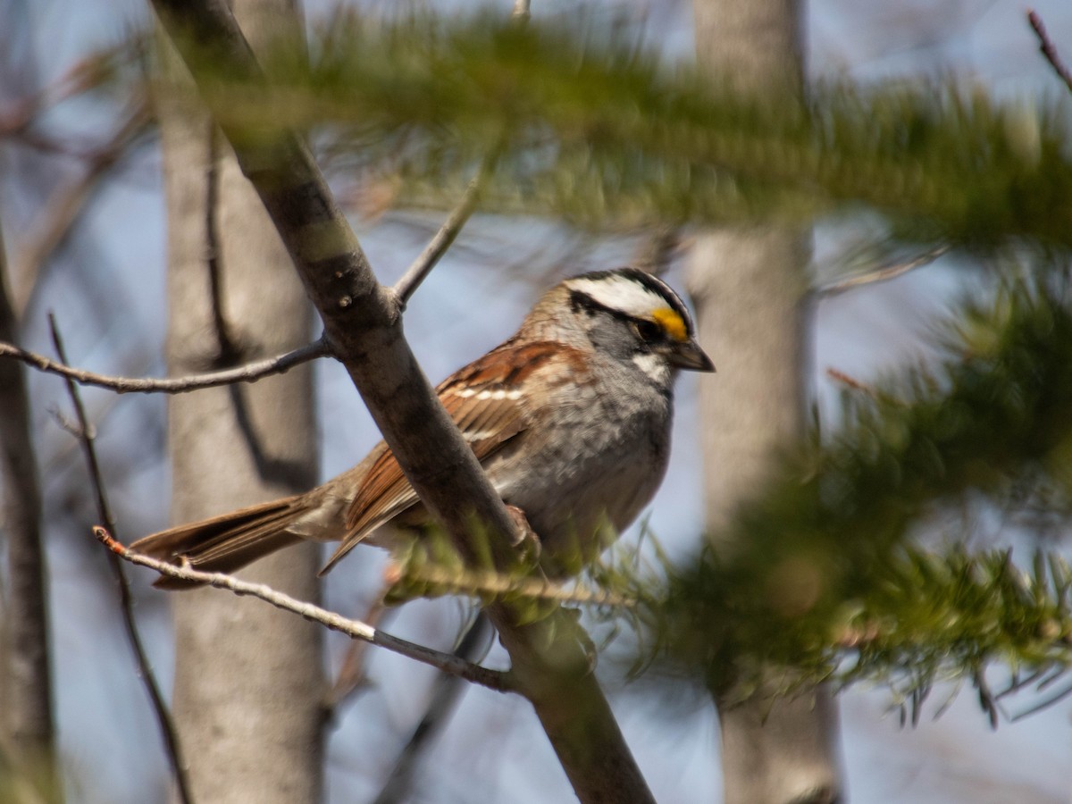 White-throated Sparrow - ML618047938