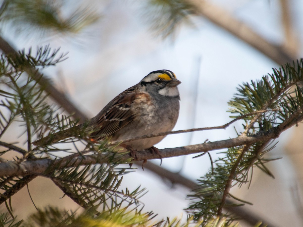 White-throated Sparrow - ML618047945