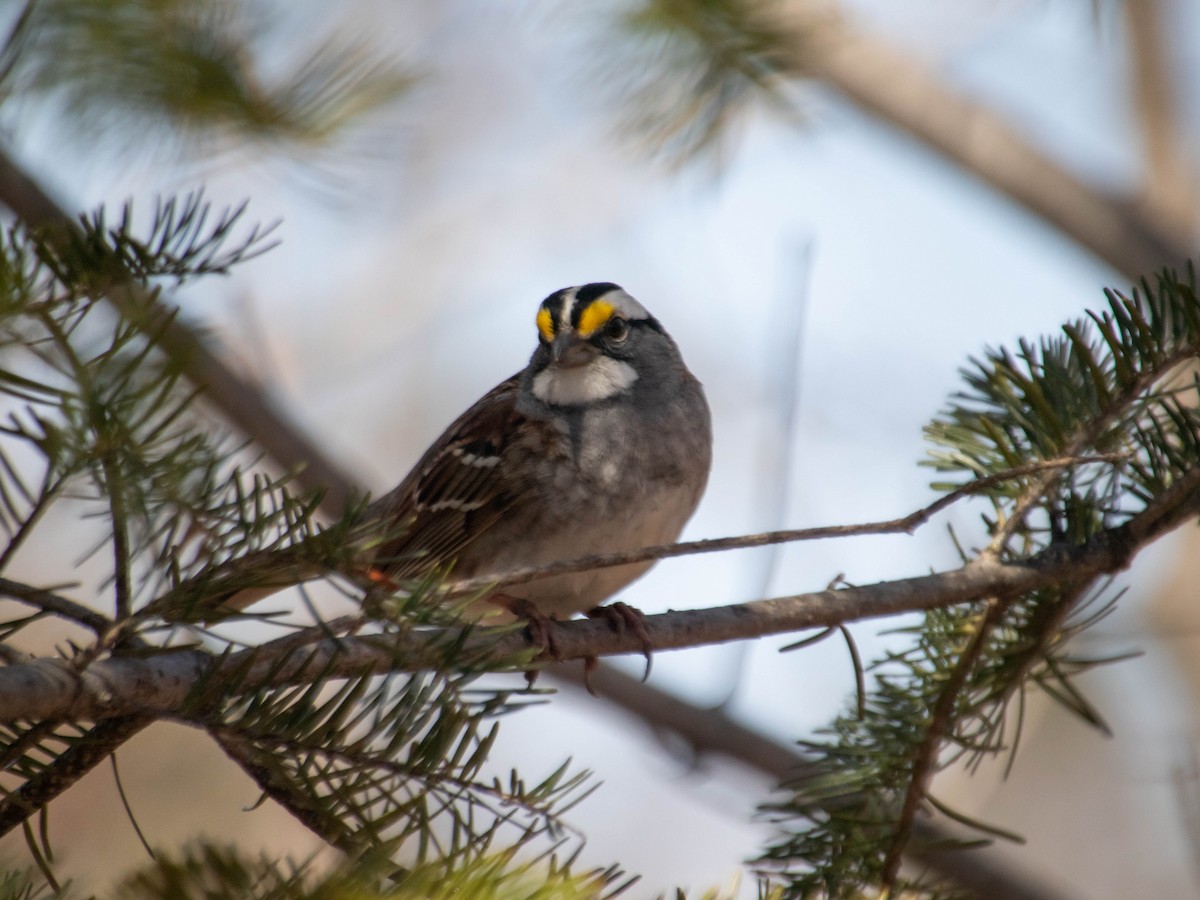 White-throated Sparrow - ML618047955