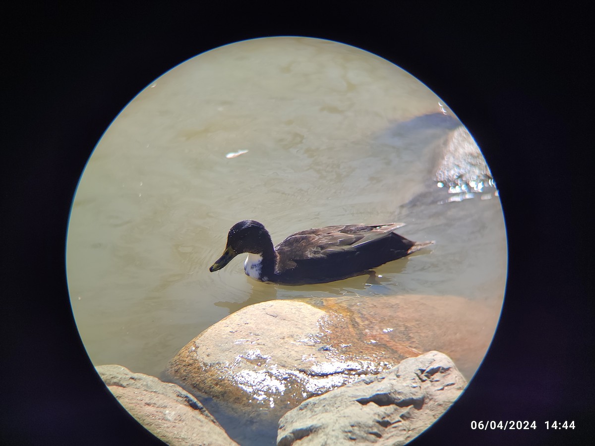 Mallard x American Black Duck (hybrid) - Santhosh D T