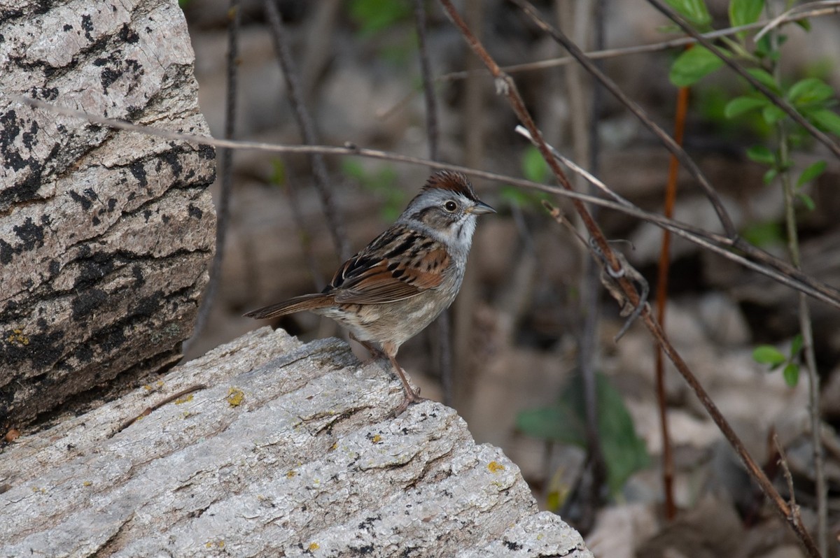 Swamp Sparrow - ML618047991