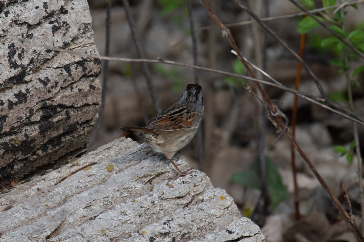 Swamp Sparrow - ML618047992