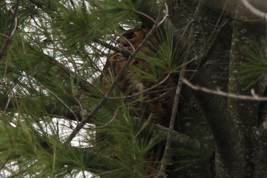 Great Horned Owl - ML618048010